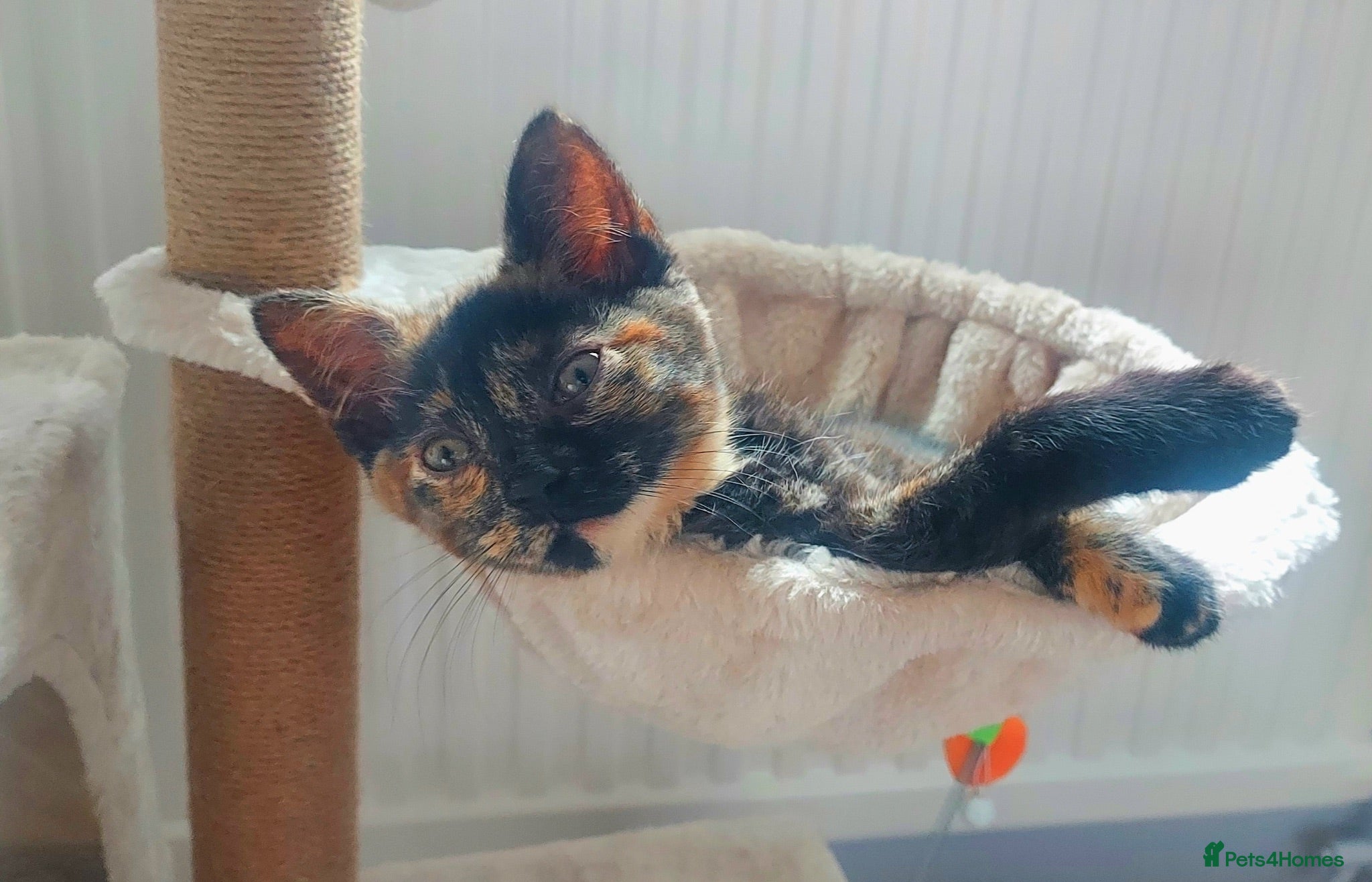Domestic Shorthair cats Gorgeous, friendly 16-week female tortie - Advert 7