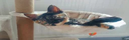 Domestic Shorthair cats for sale: Gorgeous, friendly 16-week female tortie in Barnet - Advert 1