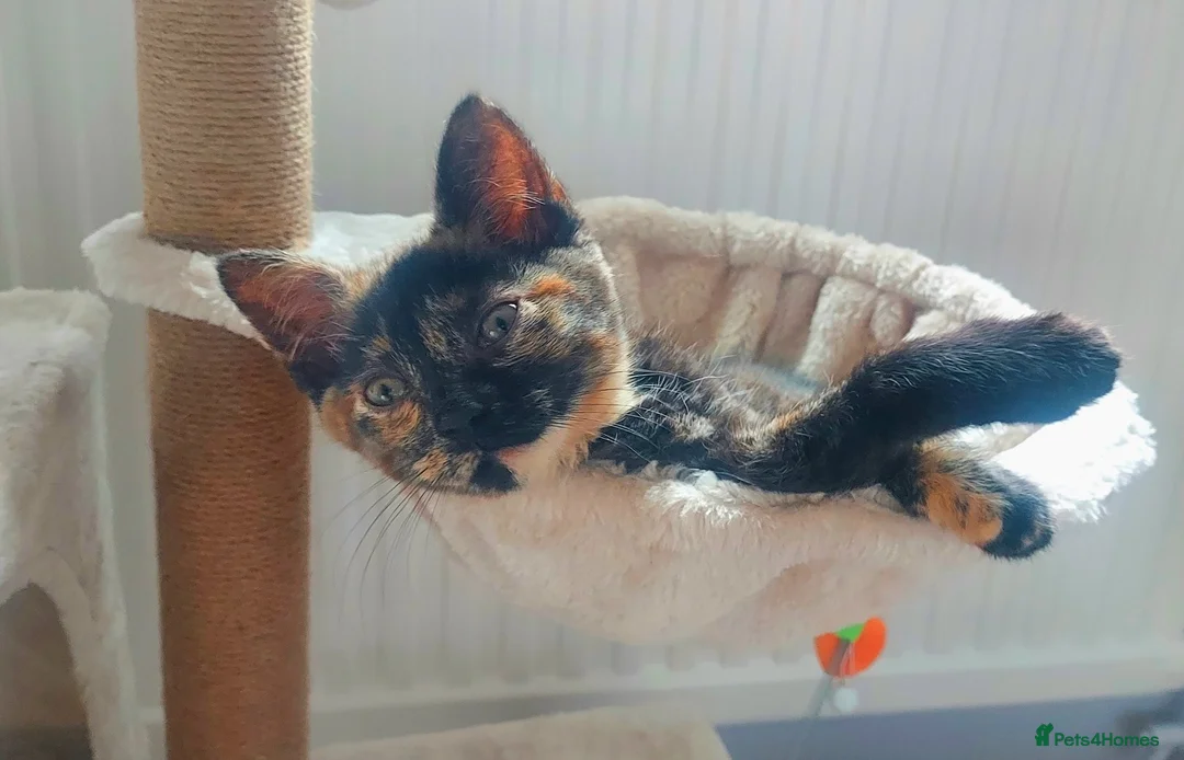 Domestic Shorthair cats for sale: Gorgeous, friendly 16-week female tortie in Barnet - Advert 1