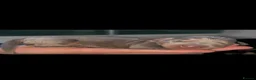 Miniature Dachshund dogs for sale: 5*homes ONLY- smooth haired miniature dauchunds    - Advert 4