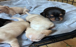 Mixed Breed dogs for sale: Chiweenie puppies  - Image 3