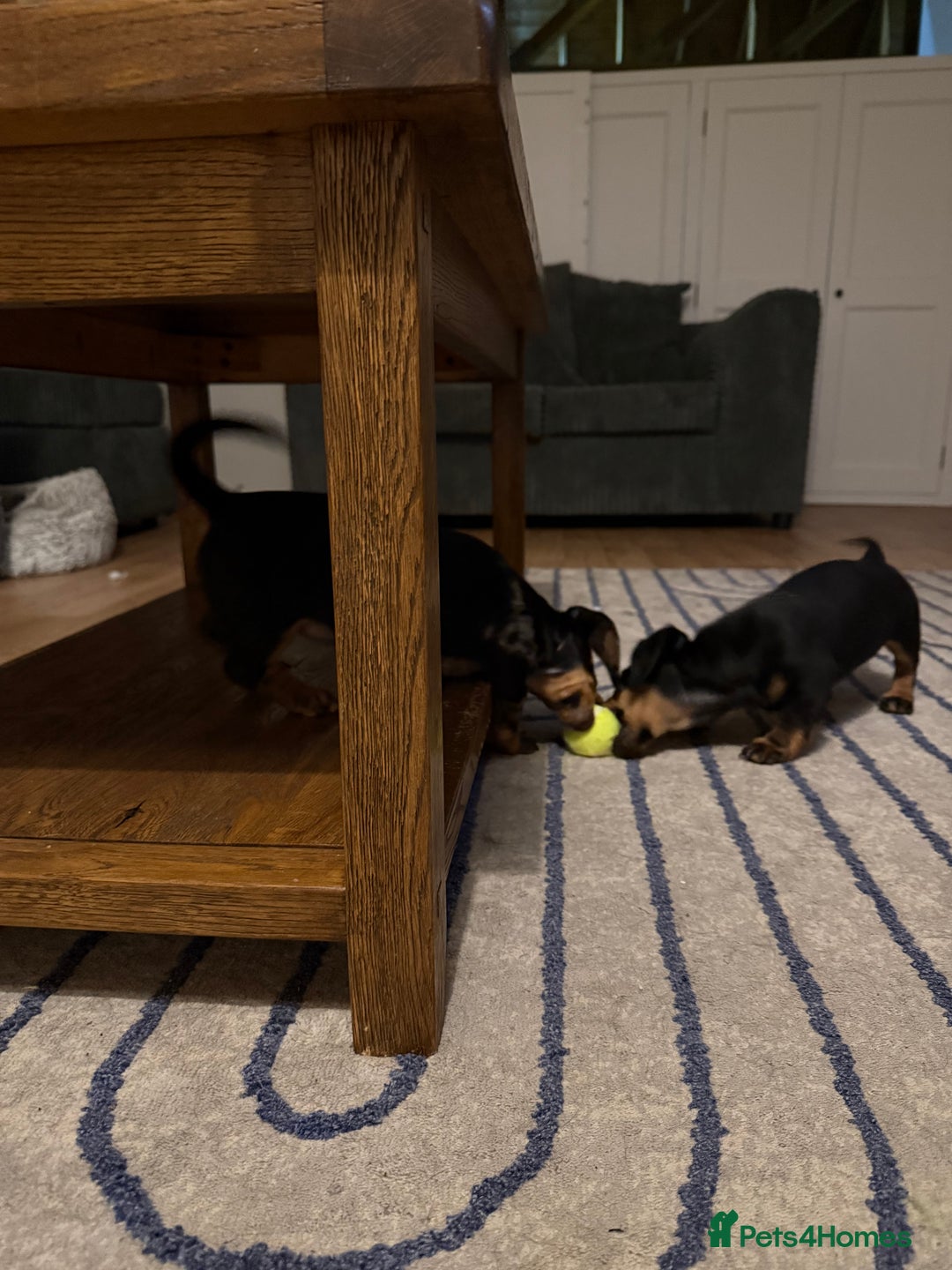 Dachshund dogs for sale: Standard Dachshund Puppy – Ready Now - Image 11