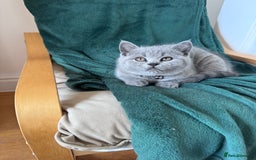 British Shorthair cats for sale: 🐾✨ Beautiful British Shorthair Cat Available ✨🐾 - Image 18