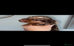 Miniature Dachshund dogs for sale: KC Championship line miniature dachshunds  - Image 14