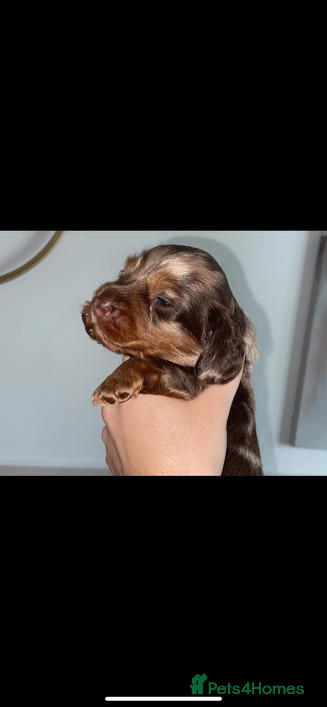 Miniature Dachshund dogs for sale: KC Championship line miniature dachshunds  - Image 14