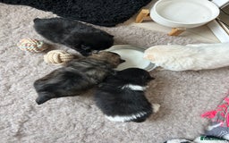 Pomeranian dogs for sale: Pomeranian Pups - Ready for new homes 💕 - Advert 15