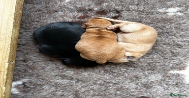 Labrador Retriever dogs in Launceston - Advert 7