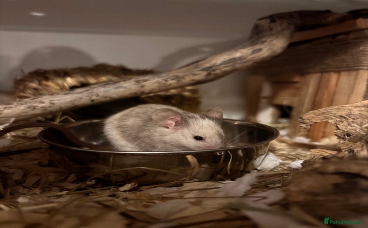 Mouse rodents - Advert 1