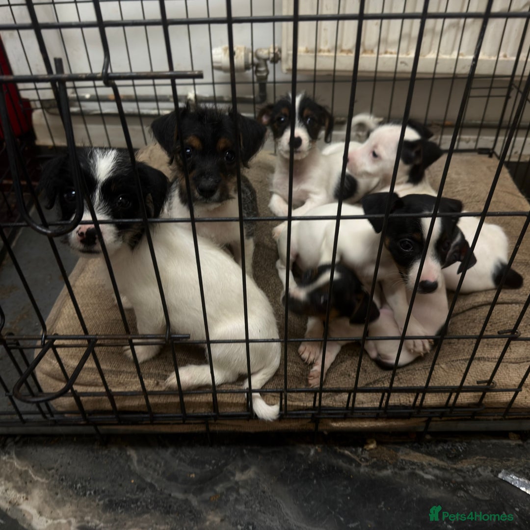 Jack Russell dogs for sale: Puppies  - Advert 16