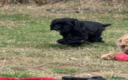 American Cocker Spaniel dogs for sale: Quality American Cocker spaniel puppies  - Image 7