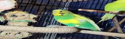 Budgerigars birds for sale: Young budgies for sale in Falkirk - Advert 5