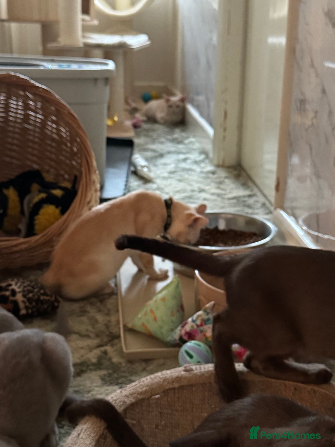 Burmese cats for sale: A fantastic litter of 7 Burmese babies  - Image 40