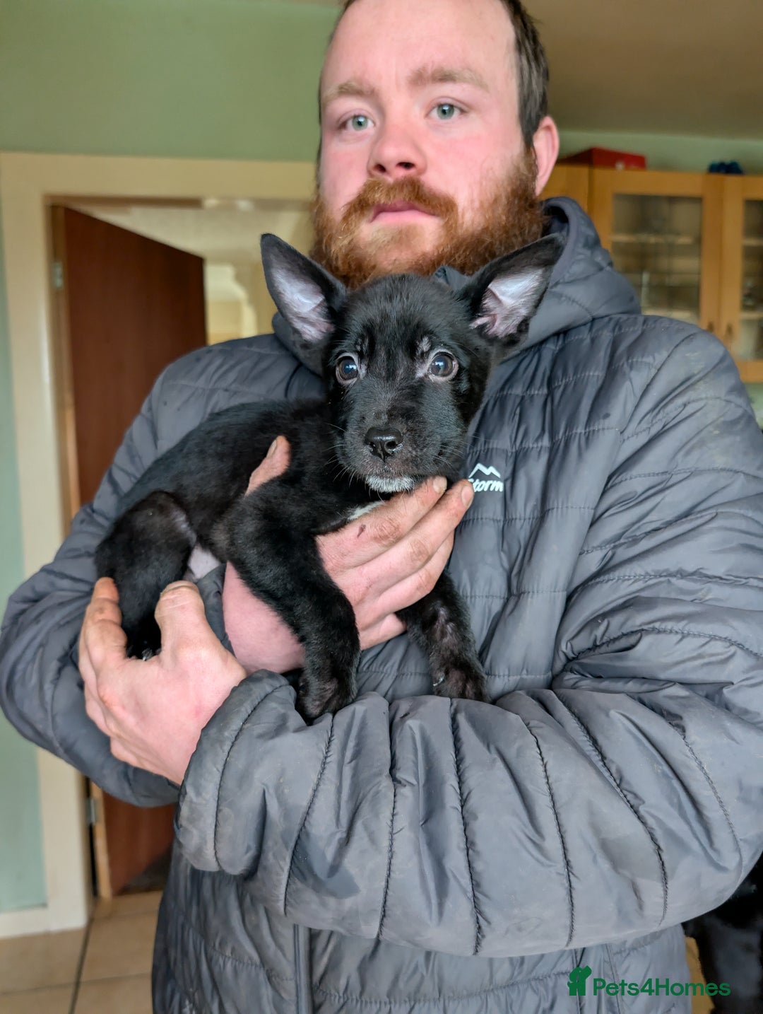 Mixed Breed dogs for sale: German shepherd X cane corso pups for sale  - Advert 5