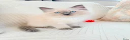 Ragdoll cats for sale: 3 male kittens  - Advert 6