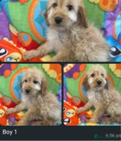 Cockapoo dogs Cockpoo puppies - Advert 5