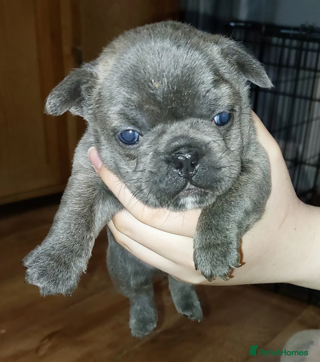 French Bulldog dogs for stud: Kc French bulldog Stud  - Advert 19