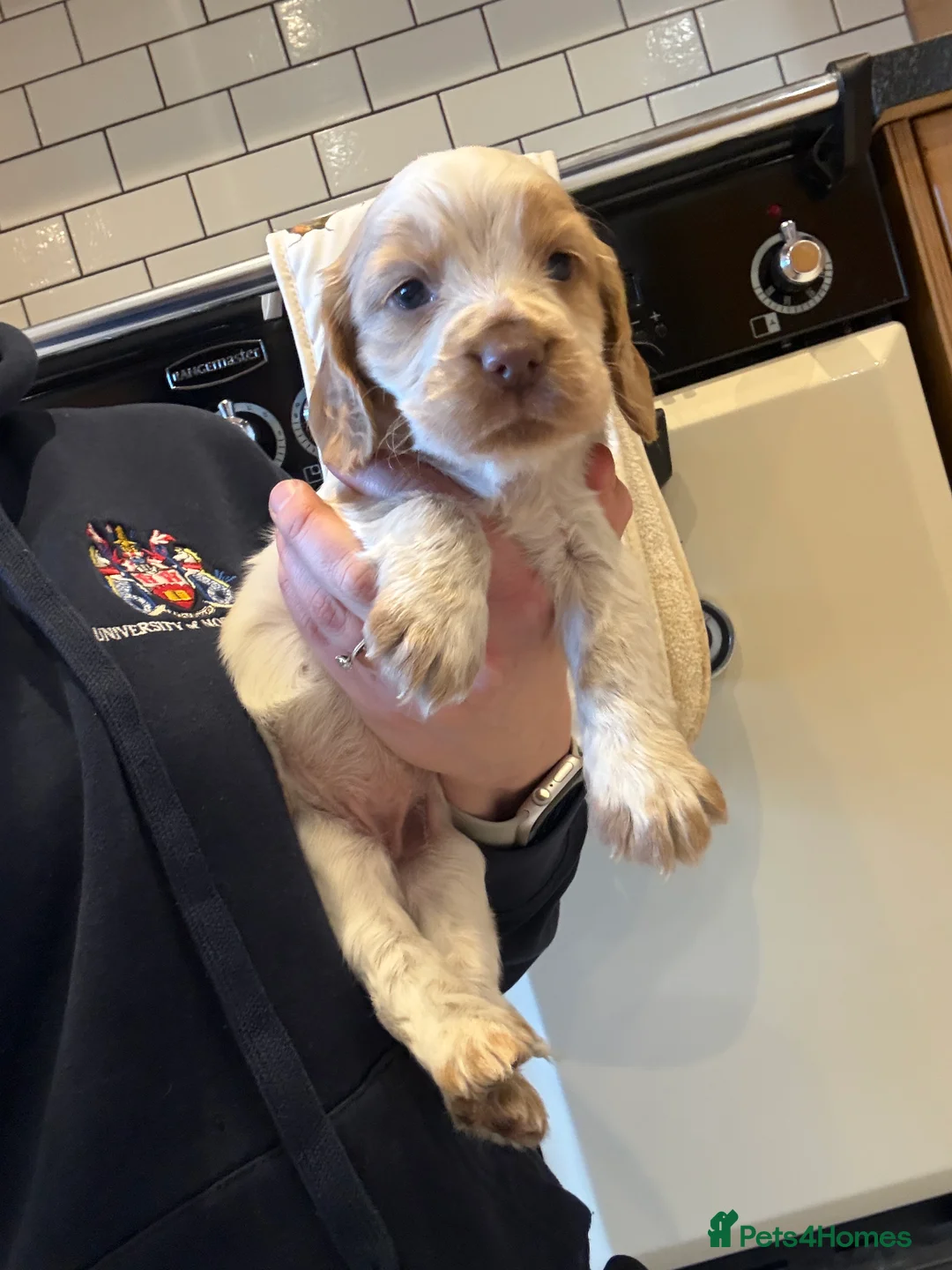 Cocker Spaniel dogs for sale: Gorgeous KC reg, working cocker spaniel pups  - Advert 7
