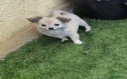 Chihuahua dogs for sale: Long coat Stunning K.C Reg. Puppies **READY NOW** - Image 23