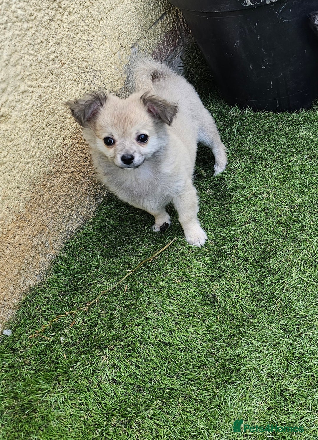 Chihuahua dogs for sale: Long coat Stunning K.C Reg. Puppies **READY NOW** - Image 23