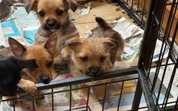 Jack Russell dogs for sale: Norwich terrier cross Jack Russell pups for sale - Image 6