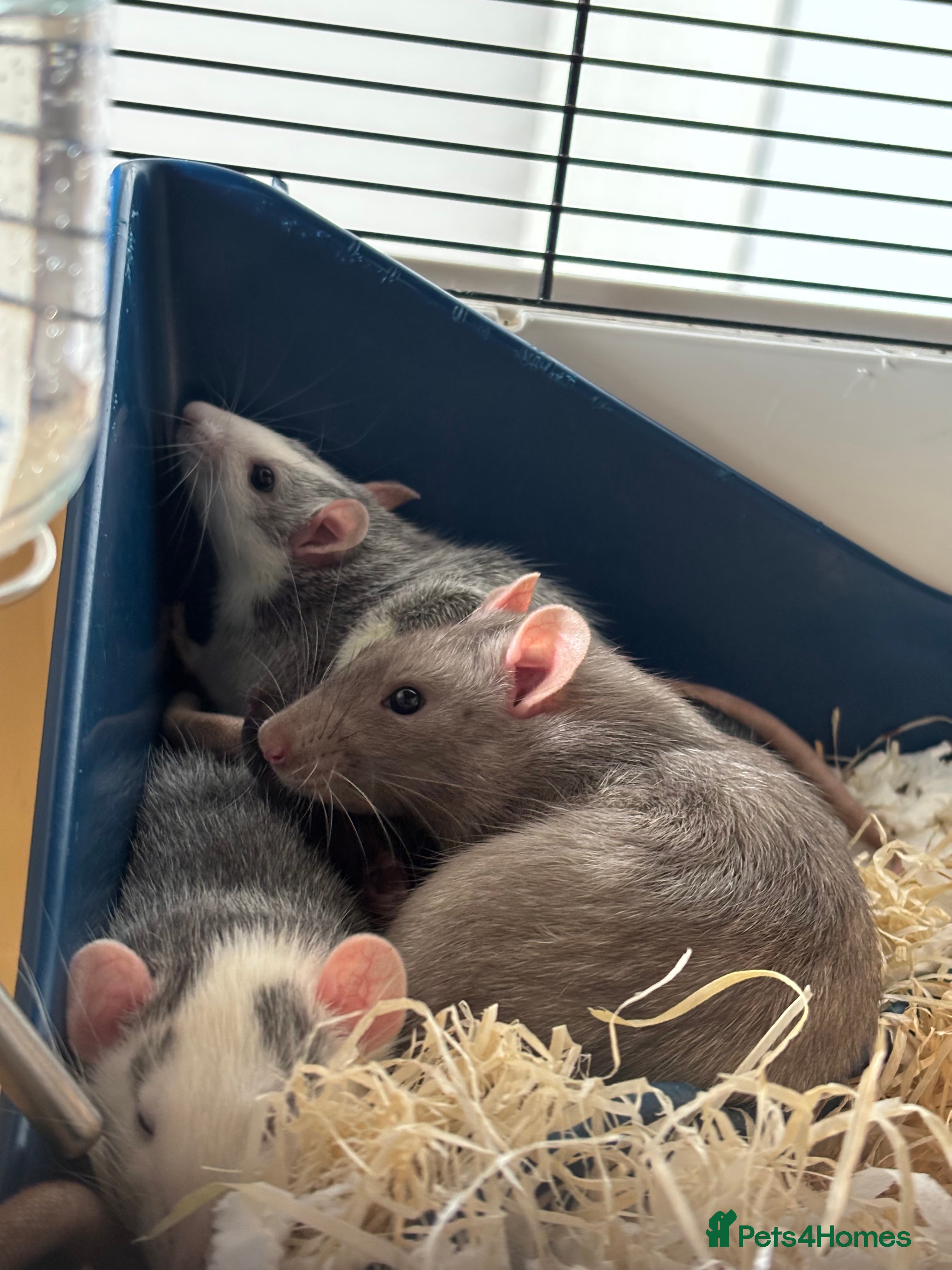 Rat rodents Two male rats  - Advert 21