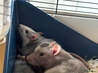 Rat rodents - Advert 5