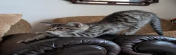 Bengal cats for sale: Playful and Friendly Bengal kittens - Advert 14