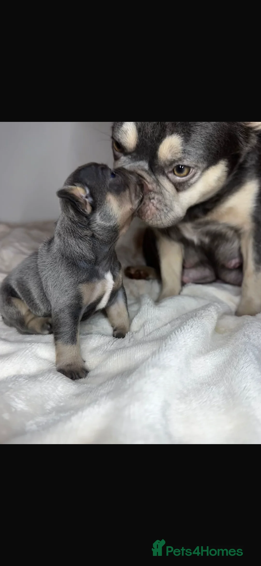 French Bulldog dogs for sale: Beautiful French Bulldog Puppies Available  - Advert 9