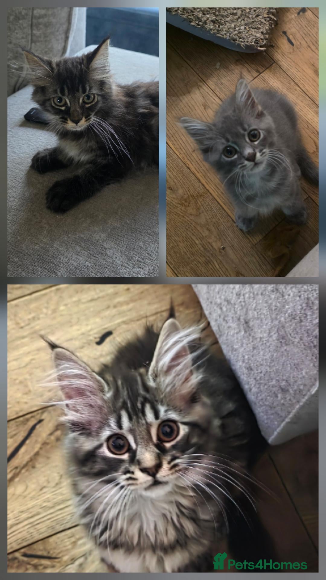 Maine Coon cats Ready now Pure breed Maine coons kittens 1g & 3b - Advert 1