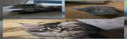 Maine Coon cats for sale: Ready now Pure breed Maine coons kittens 1g & 2b - Advert 5