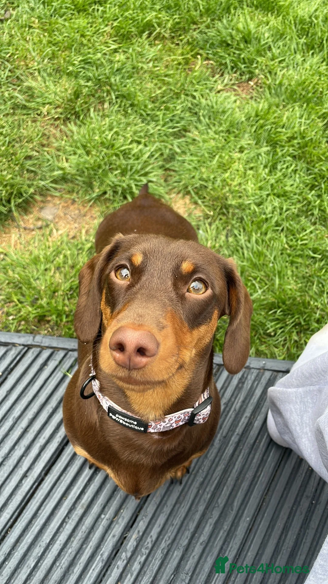 Miniature Dachshund dogs for sale: Beautiful brown short haired miniature dachshunds in Darlington - Advert 1