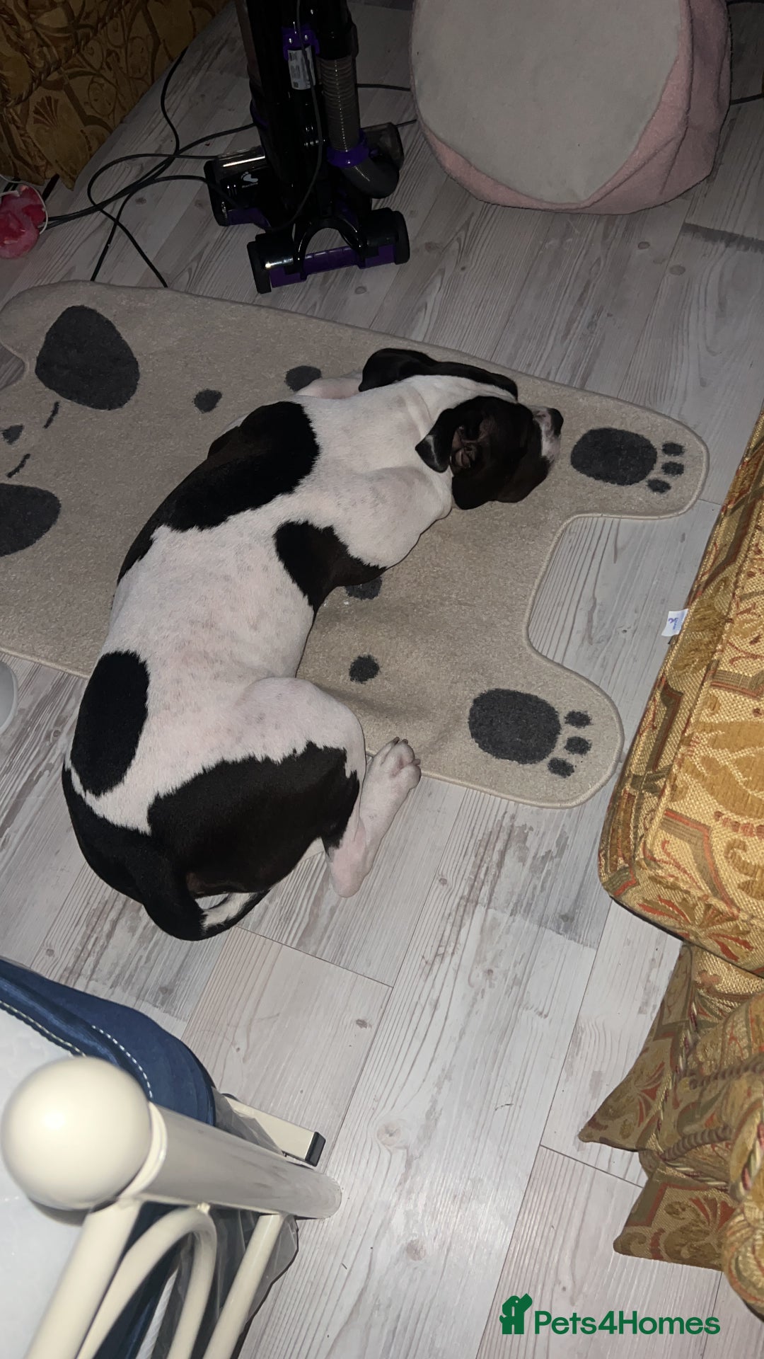 American Bulldog dogs for sale: American bulldog  - Advert 3