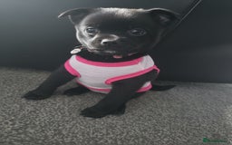 Mixed Breed dogs for sale: 9 week old female pug-a-pom - Advert 2