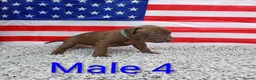 American Bull Staffy dogs for sale: American bull - Advert 28