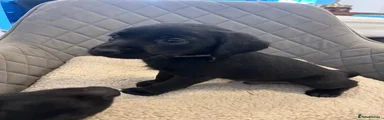 Labrador Retriever 1