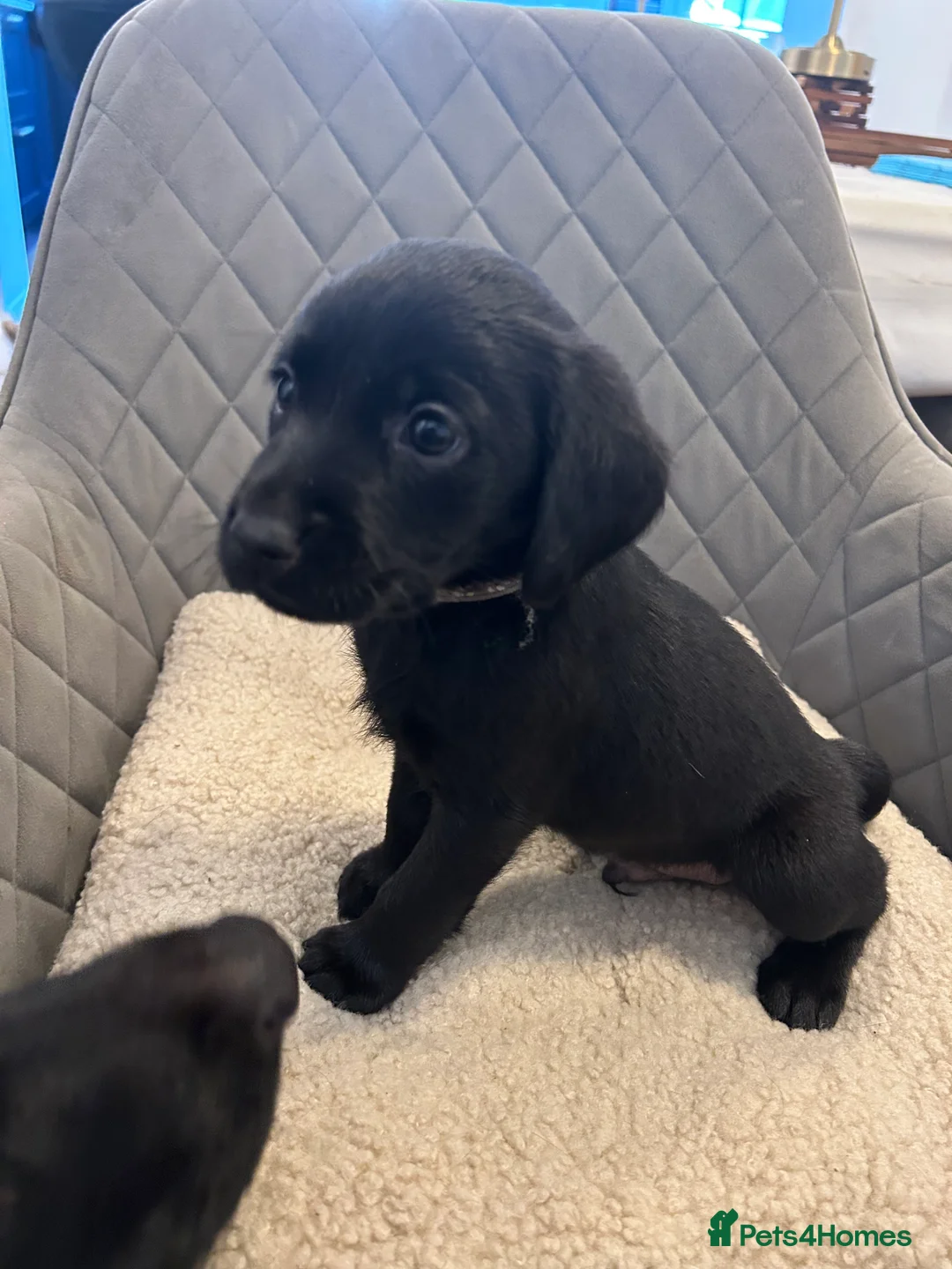 Labrador Retriever dogs for sale:  FTW Sired Working Labrador Puppy – Black Boy in Burton-on-Trent - Advert 2