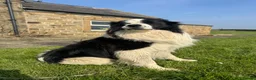 Border Collie dogs for sale: STUNNING LITTER OF 8 BORDER COLLIE PUPPYS  - Advert 21