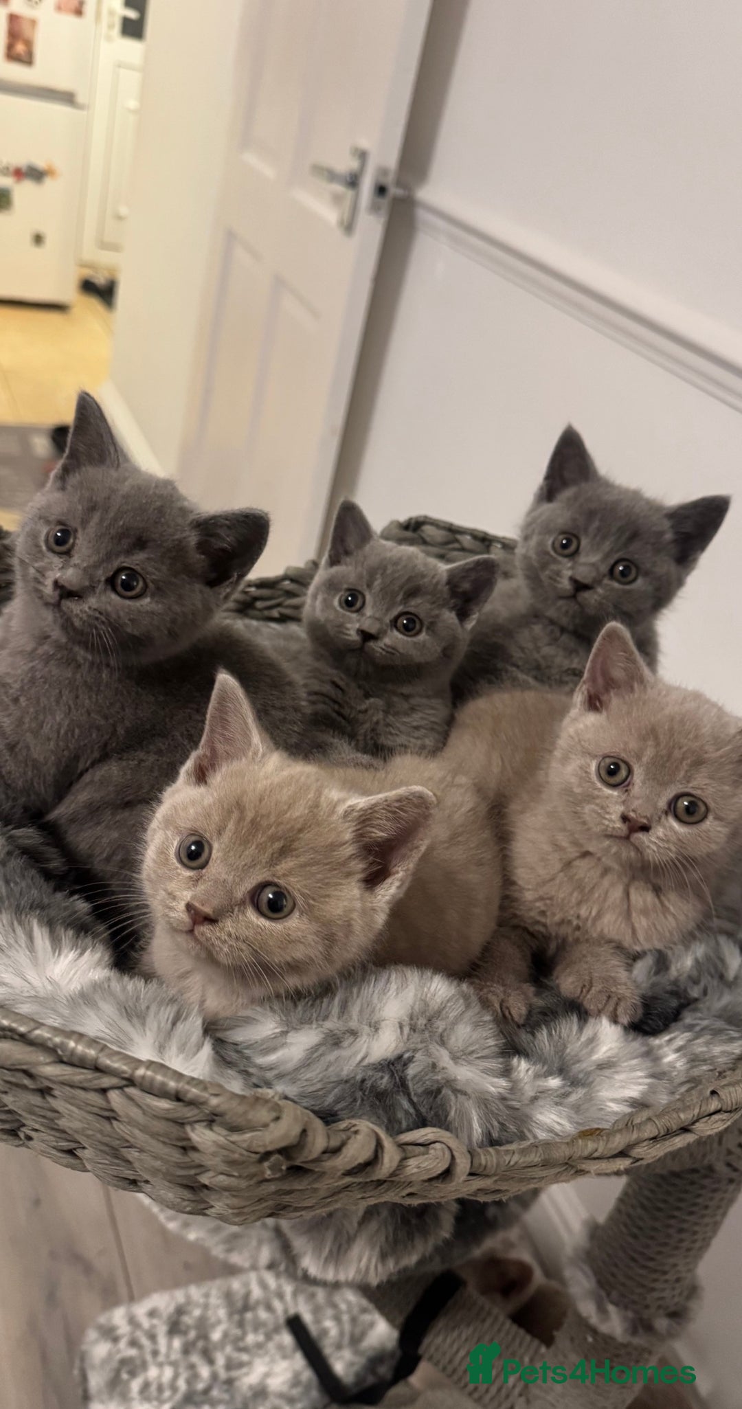 British Shorthair cats for sale:  ❤️Adorable British Shorthair Kittens❤️ - Advert 2