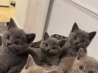 British Shorthair cats ❤️Adorable British Shorthair Kittens❤️ - Advert 2