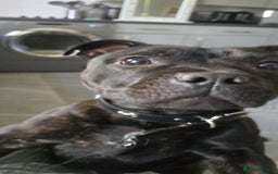 Staffordshire Bull Terrier dogs for sale: STAFFY BOY 11months old CHAMPION BLOODLINE  - Image 3