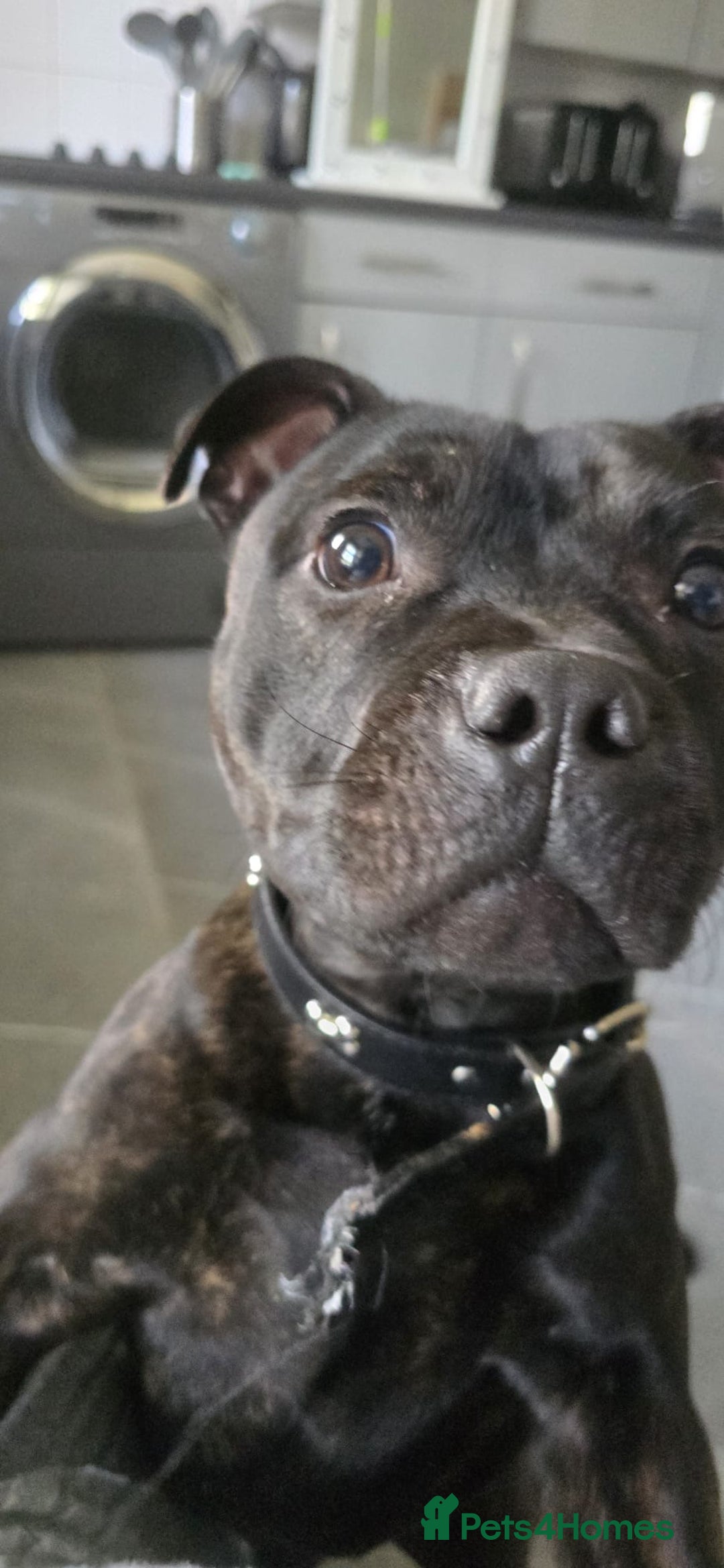 Staffordshire Bull Terrier dogs for sale: STAFFY BOY 11months old CHAMPION BLOODLINE  - Image 3