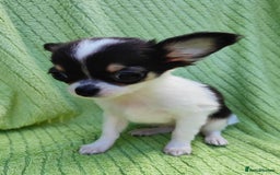 Chihuahua dogs for sale: Amazing Quality Long Coat Chihuahua puppies - Image 20