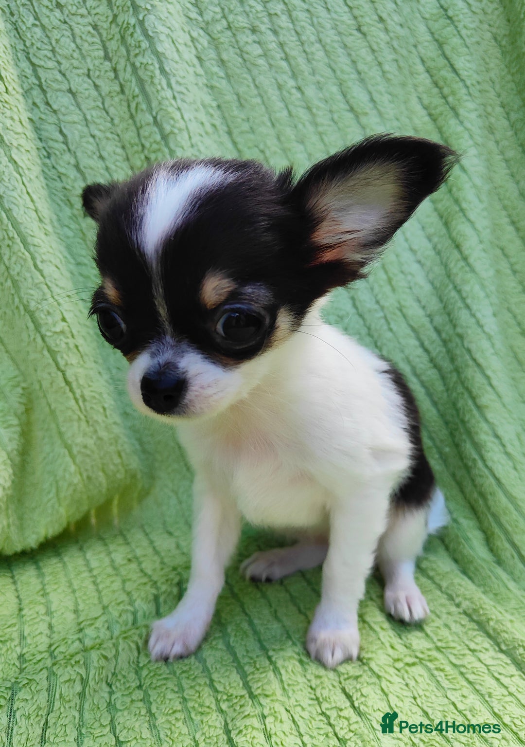 Chihuahua dogs for sale: Amazing Quality Long Coat Chihuahua puppies - Image 20