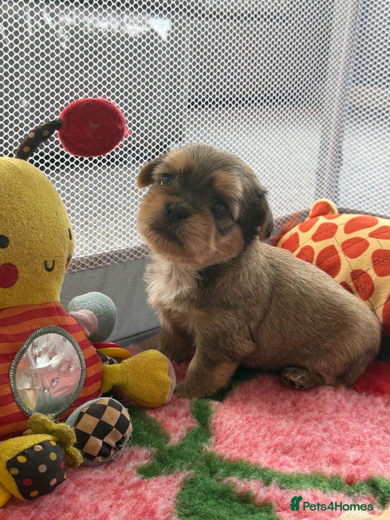 Shih Tzu dogs 4 Gorgeous boy imperial Shih Tzu  - Advert 16