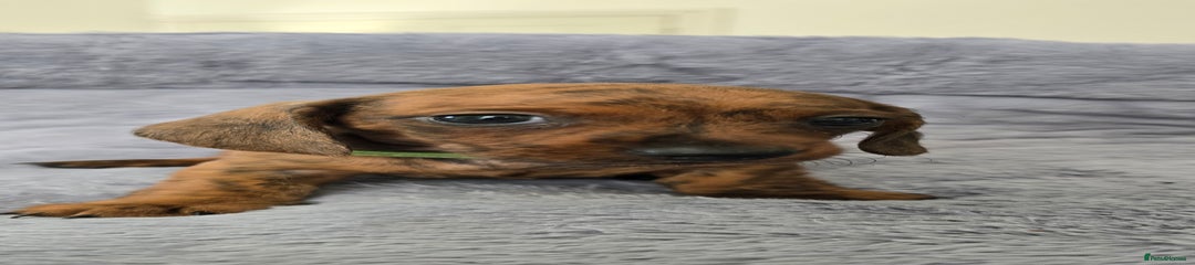 Miniature Dachshund Puppy 5