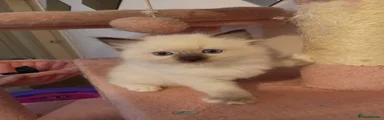 Ragdoll 1