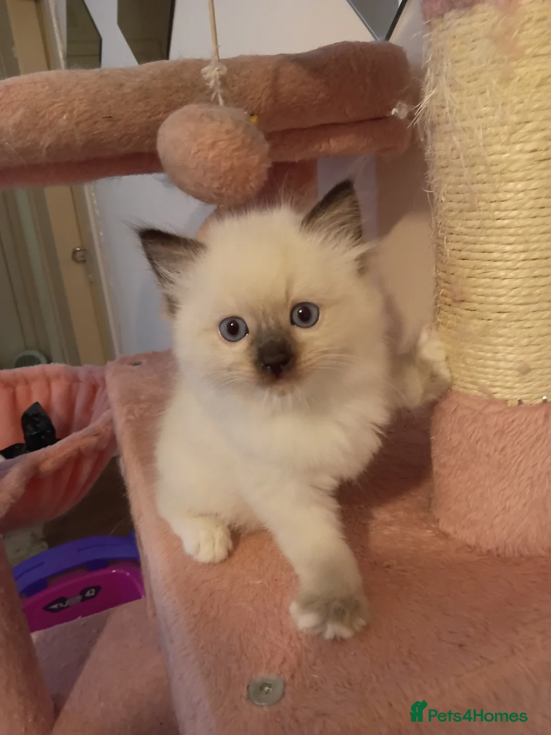 Ragdoll cats for sale: Ragdoll kittens - Advert 6