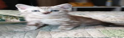 Bengal cats for sale: Two Male Bengal Kittens for Sale - Advert 5
