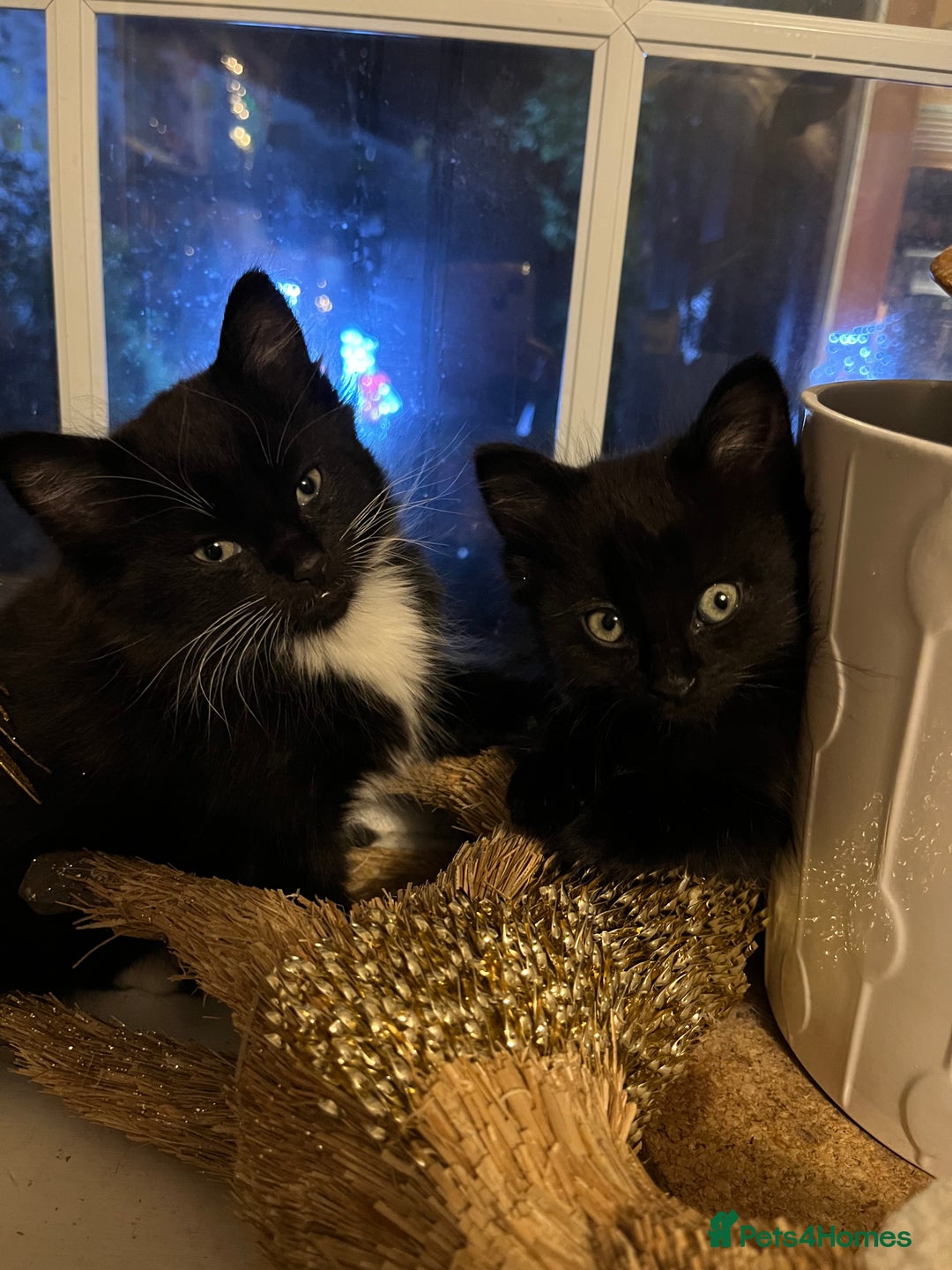 British Shorthair cats for sale: Two gorgeous male kittens - Advert 1