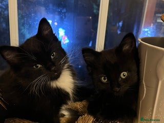 British Shorthair cats Two gorgeous male kittens - Advert 1